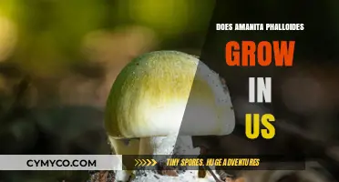 Exploring Amanita Phalloides: Does This Toxic Mushroom Grow in the US?