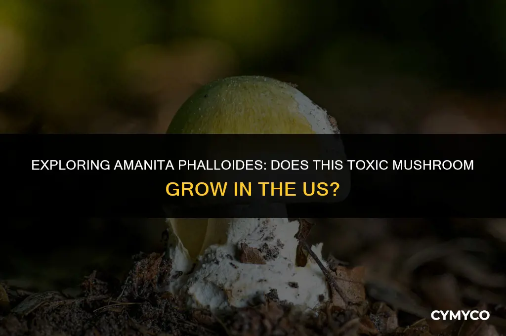 does amanita phalloides grow in us