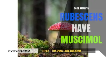 Exploring the Psychoactive Properties of Amanita Rubescens: A Comprehensive Guide
