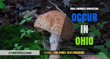 Exploring Amanita Rubescens: Does This Edible Mushroom Grow in Ohio?