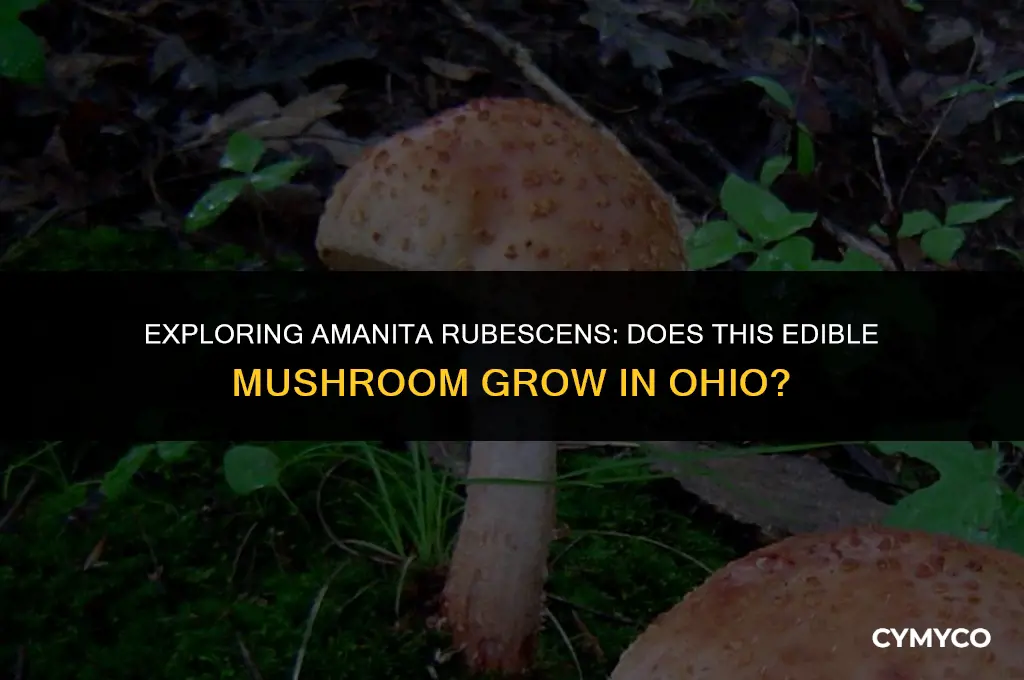 does amanita rubescens occur in ohio