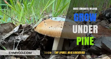 Exploring Amanita Velosa: Does This Mushroom Thrive Under Pines?