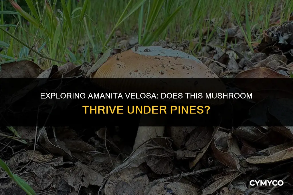 does amanita velosa grow under pine