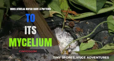 Exploring the Mycelium Patterns of Athelia rolfsii: A Fascinating Study