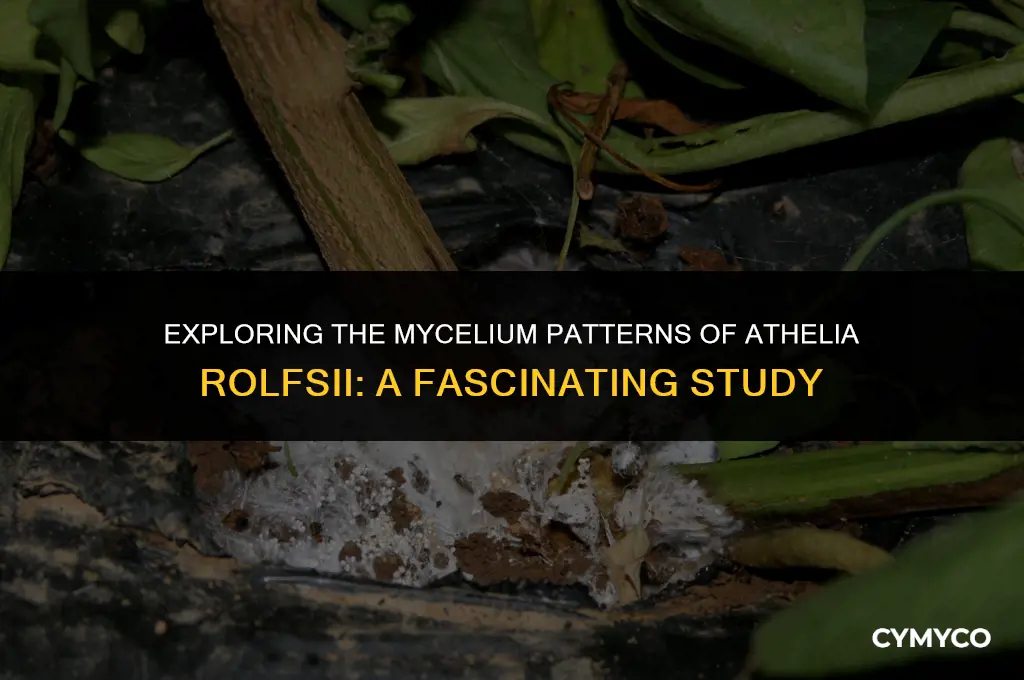 does athelia rofsii have a pattern to its mycelium