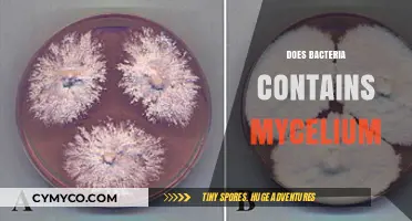 Exploring the Hidden Link: Mycelium in Bacterial Colonies