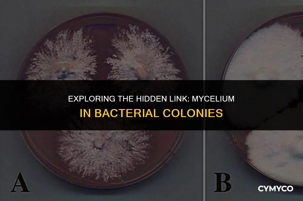 does bacteria contains mycelium