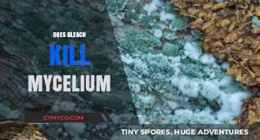The Truth About Bleach: Does It Really Kill Mycelium?