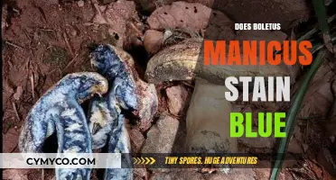 The Surprising Truth About Boletus Manicus: Does It Really Stain Blue?