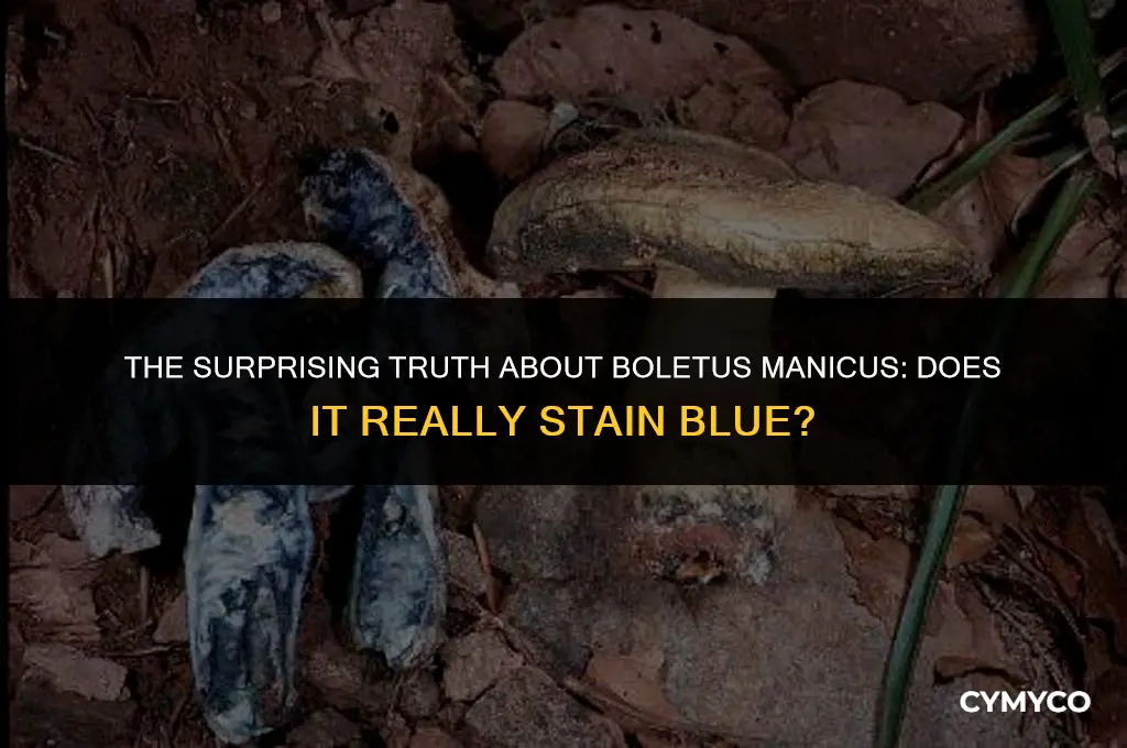 does boletus manicus stain blue