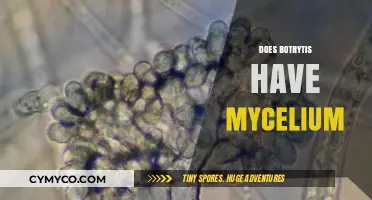 Unveiling the Mycelial Mysteries of Botrytis: A Fungal Exploration