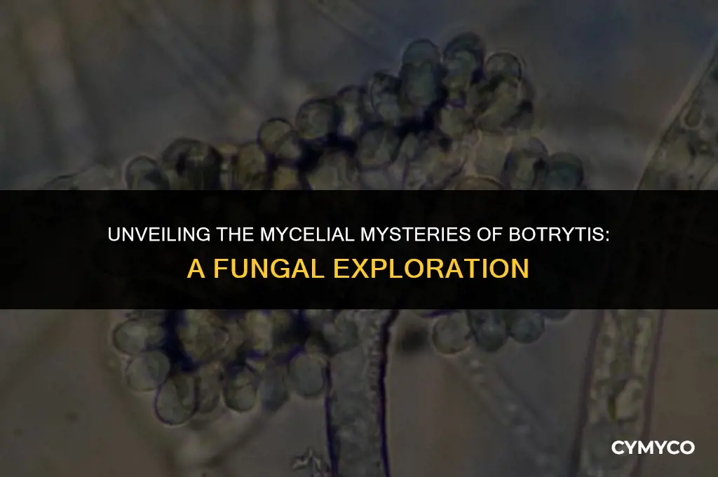 does botrytis have mycelium