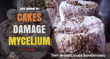Breaking Up Cakes: The Impact on Mycelium Health and Growth