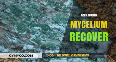 Reviving Resilience: Can Bruised Mycelium Recover and Thrive?