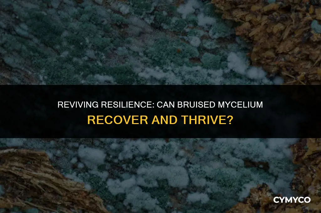 does bruised mycelium recover