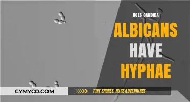 Exploring Candida Albicans: The Presence and Role of Hyphae