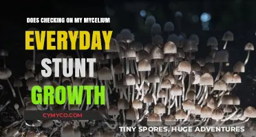 Daily Mycelium Check-Ups: A Growth Stunting Culprit?