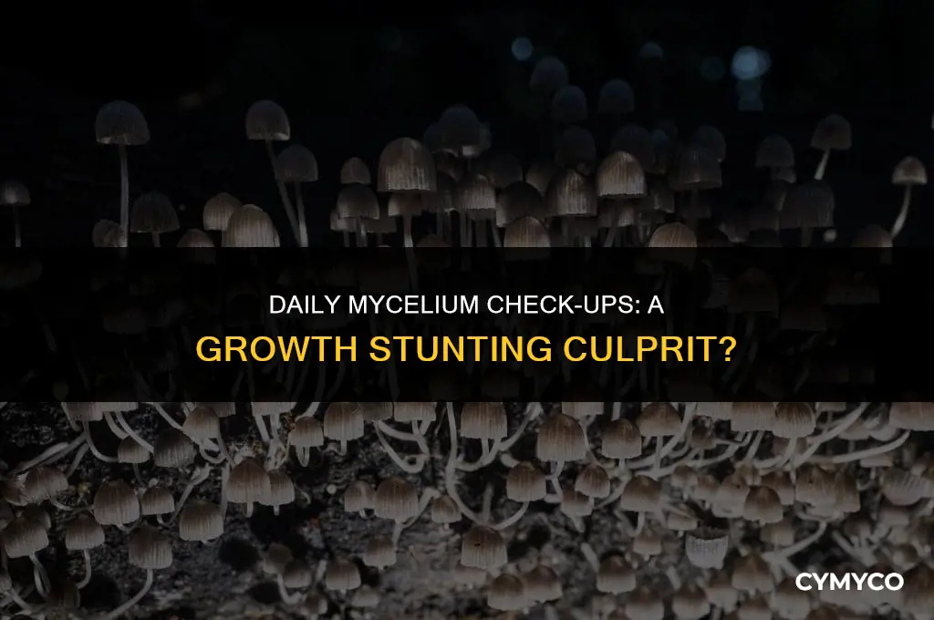 does checking on my mycelium everyday stunt growth