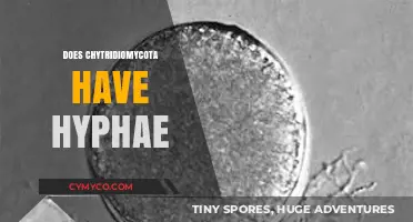 Exploring the Hyphal Structure of Chytridiomycota: A Detailed Insight