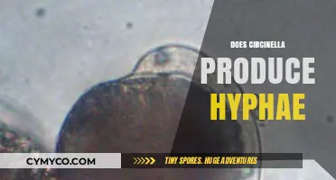 Exploring the Hyphal Production of Circinella: A Detailed Study