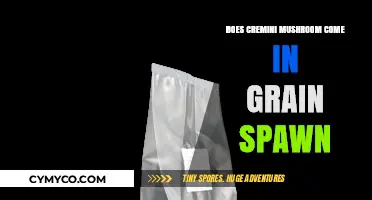 Cremini Mushroom Cultivation: Exploring Grain Spawn Options for Optimal Growth