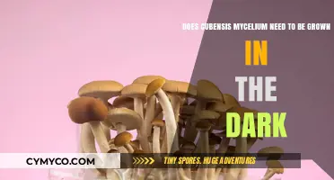 Cultivating Cubensis Mycelium: The Role of Light in Growth