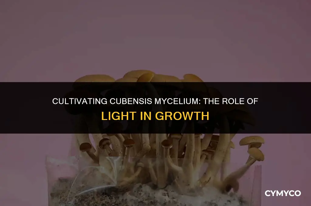 does cubensis mycelium need to be grown in the dark