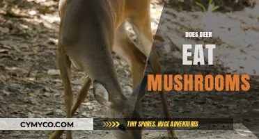 Do Deer Eat Mushrooms? Exploring Their Diet and Fungal Preferences