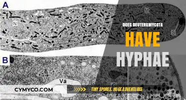 Exploring the Hyphal Structure of Deuteromycota: A Comprehensive Overview