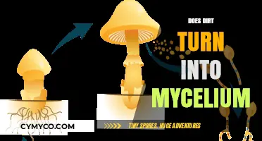 From Soil to Spawn: The Mycelium Transformation Journey