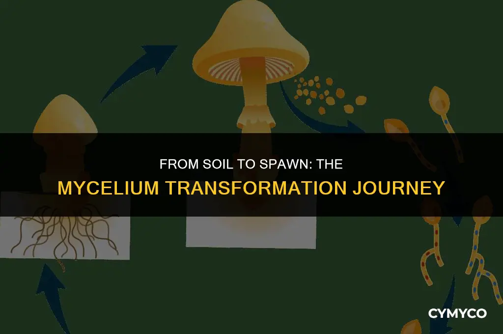 does dirt turn into mycelium