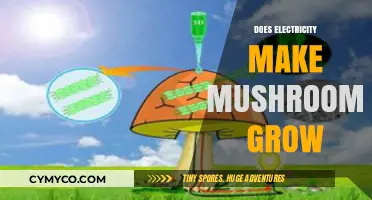 Exploring the Shocking Truth: Electricity's Impact on Mushroom Growth