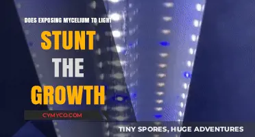 Does Light Exposure Stunt Mycelium Growth?