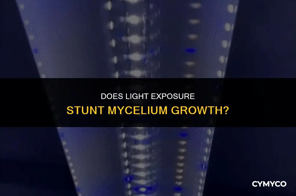 does exposing mycelium to light stunt the growth