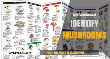 Can FlowerChecker Accurately Identify Mushrooms? A Detailed Exploration