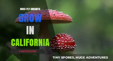 Exploring the Presence of Fly Amanita in California's Diverse Ecosystems