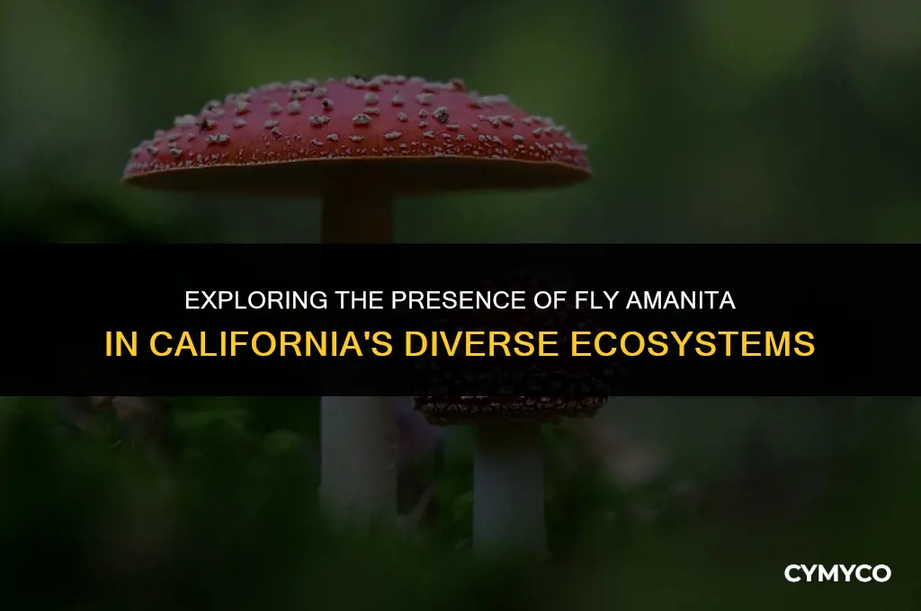 does fly amanita grow in california