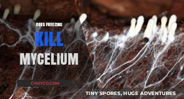 The Impact of Freezing on Mycelium: A Comprehensive Guide