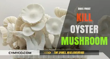 Frost's Impact on Oyster Mushrooms: Survival or Fatality?