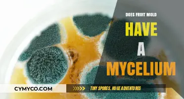 Unveiling the Hidden Mycelium Network in Fruit Mold