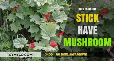 Unveiling the Truth: Do Frxxxtion Sticks Contain Mushrooms?