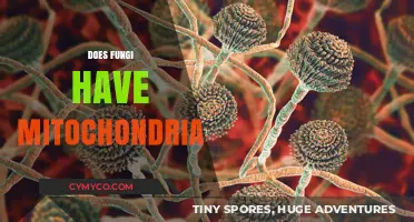 Exploring the Cellular Powerhouses of Fungi: Mitochondria Unveiled
