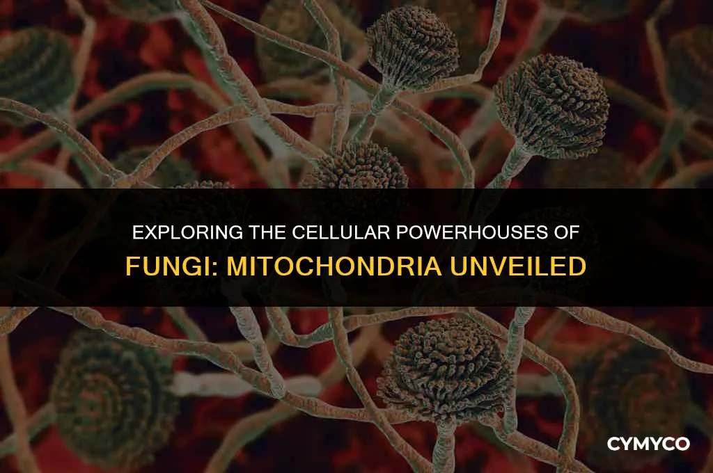 does fungi have mitochondria