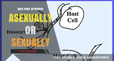 Exploring Fungi Reproduction: Asexual vs. Sexual Methods Unveiled