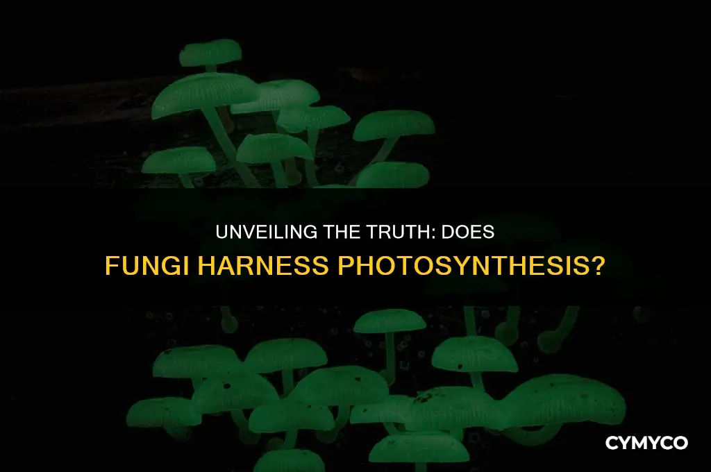 does fungi use photosynthesis
