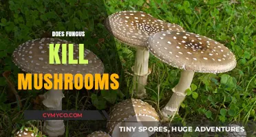 Can Fungus Be Deadly to Mushrooms? Uncovering the Surprising Truth