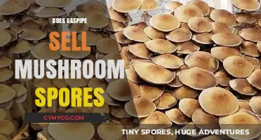 Does GasPipe Offer Mushroom Spores for Sale? A Detailed Look