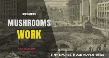Does Genius Mushrooms Work? Unveiling the Truth Behind the Hype