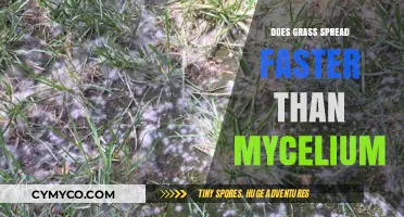 Comparing Growth Rates: Grass vs. Mycelium - Which Spreads Faster?