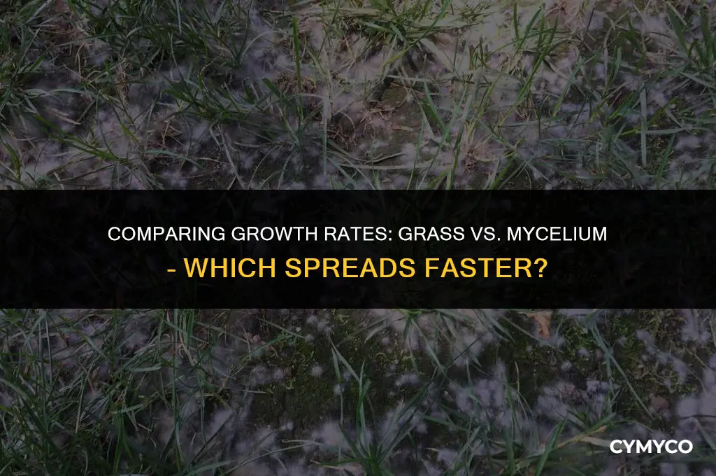 does grass spread faster than mycelium